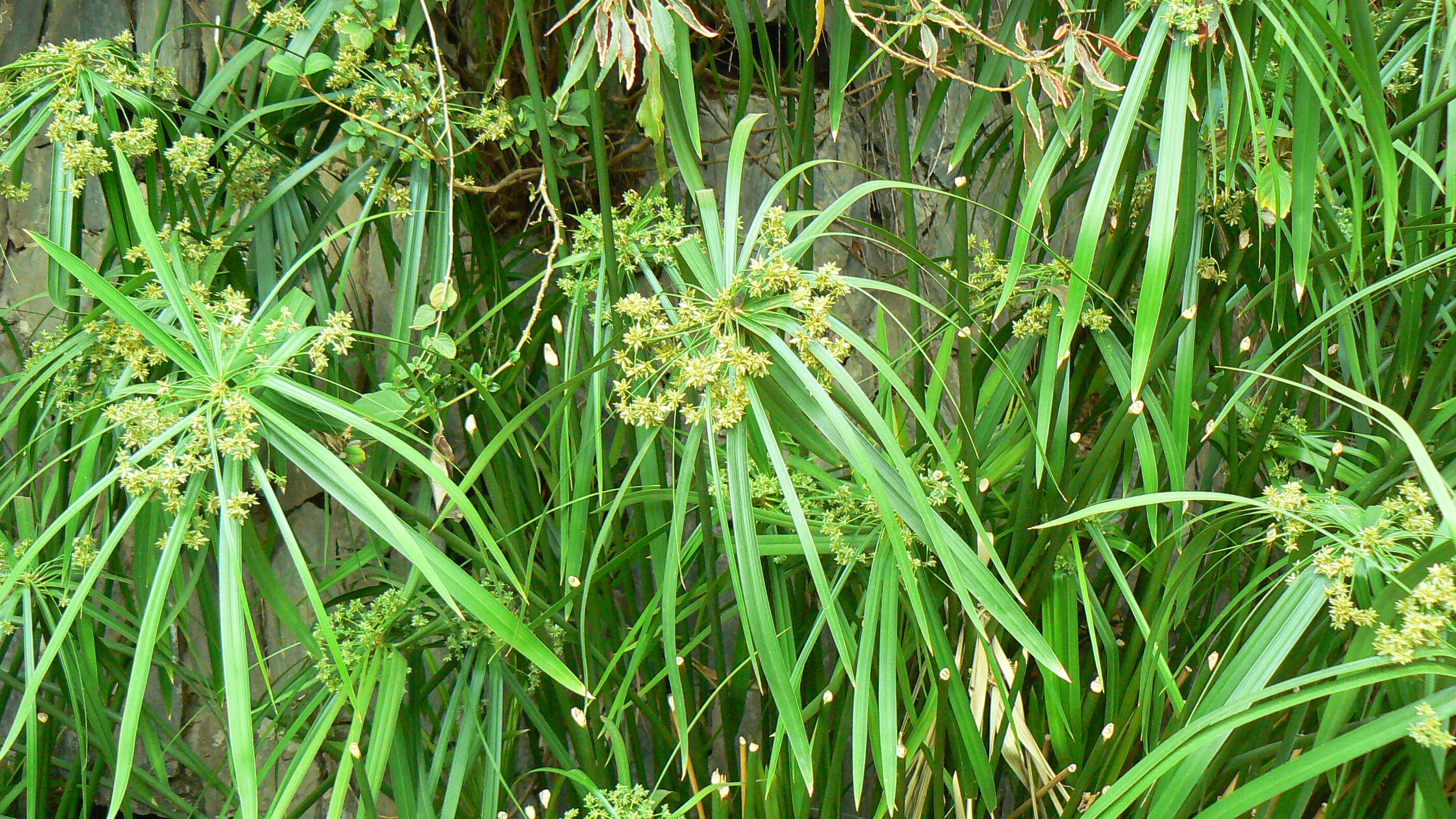 Sivun Cyperus alternifolius L. kuva