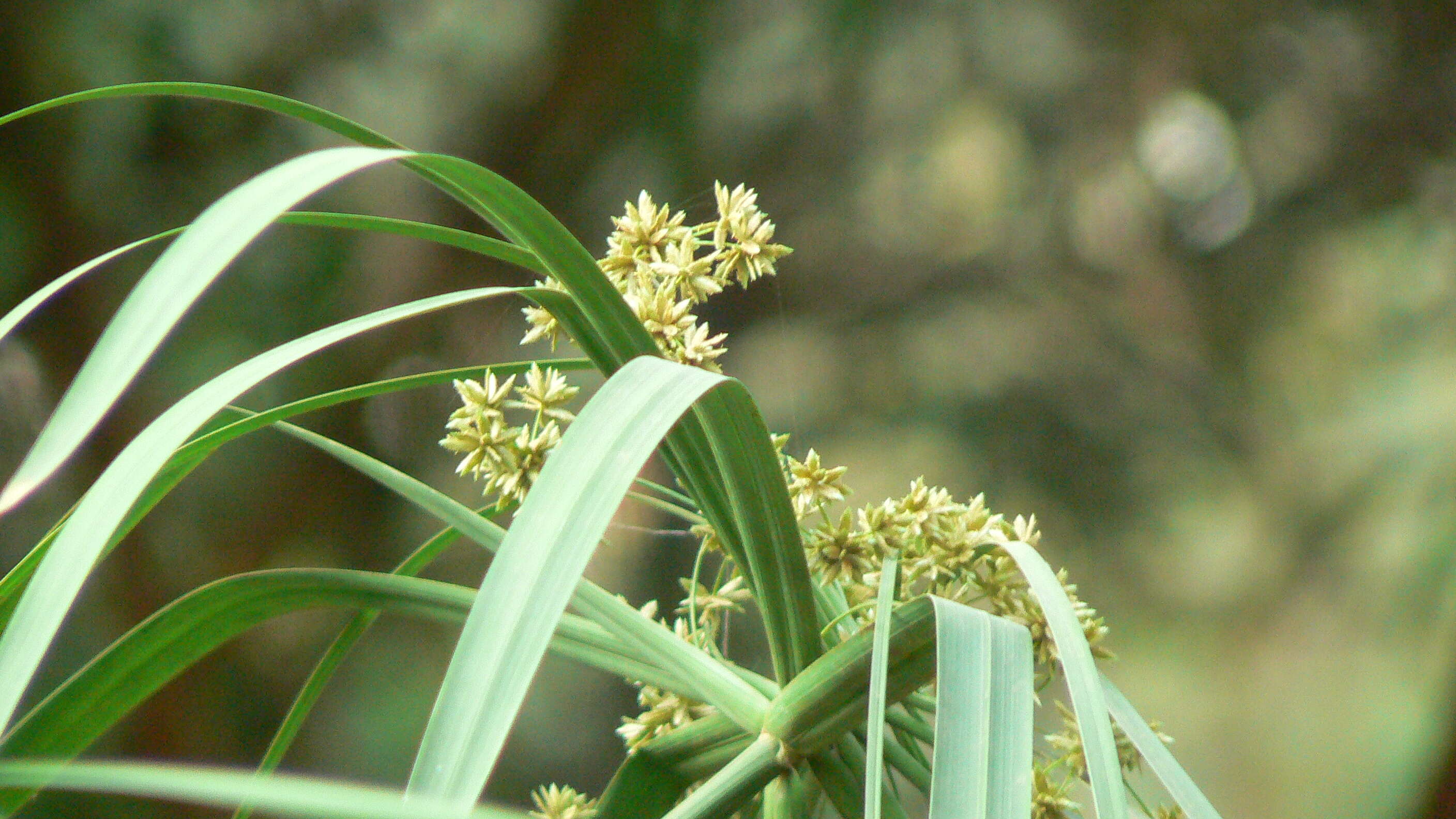 Sivun Cyperus alternifolius L. kuva