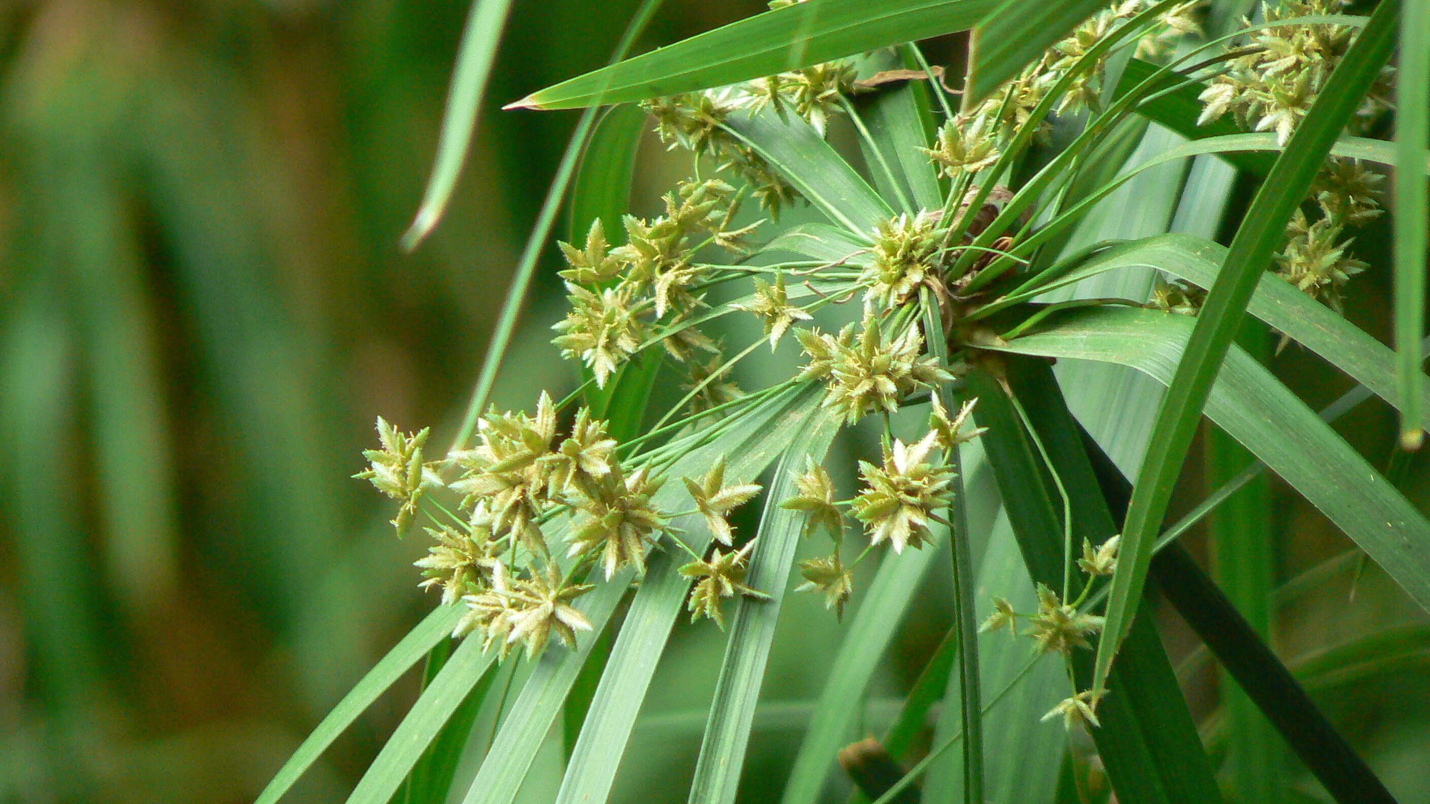 Sivun Cyperus alternifolius L. kuva