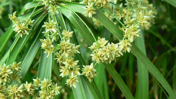 Sivun Cyperus alternifolius L. kuva