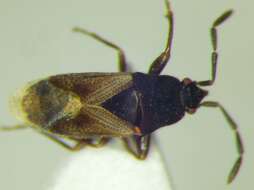 صورة Tropistethus holosericus (Scholtz 1846)