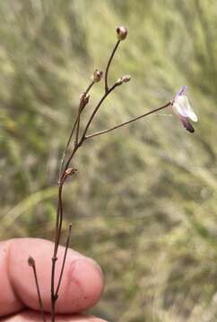 Image of Genlisea angolensis Good