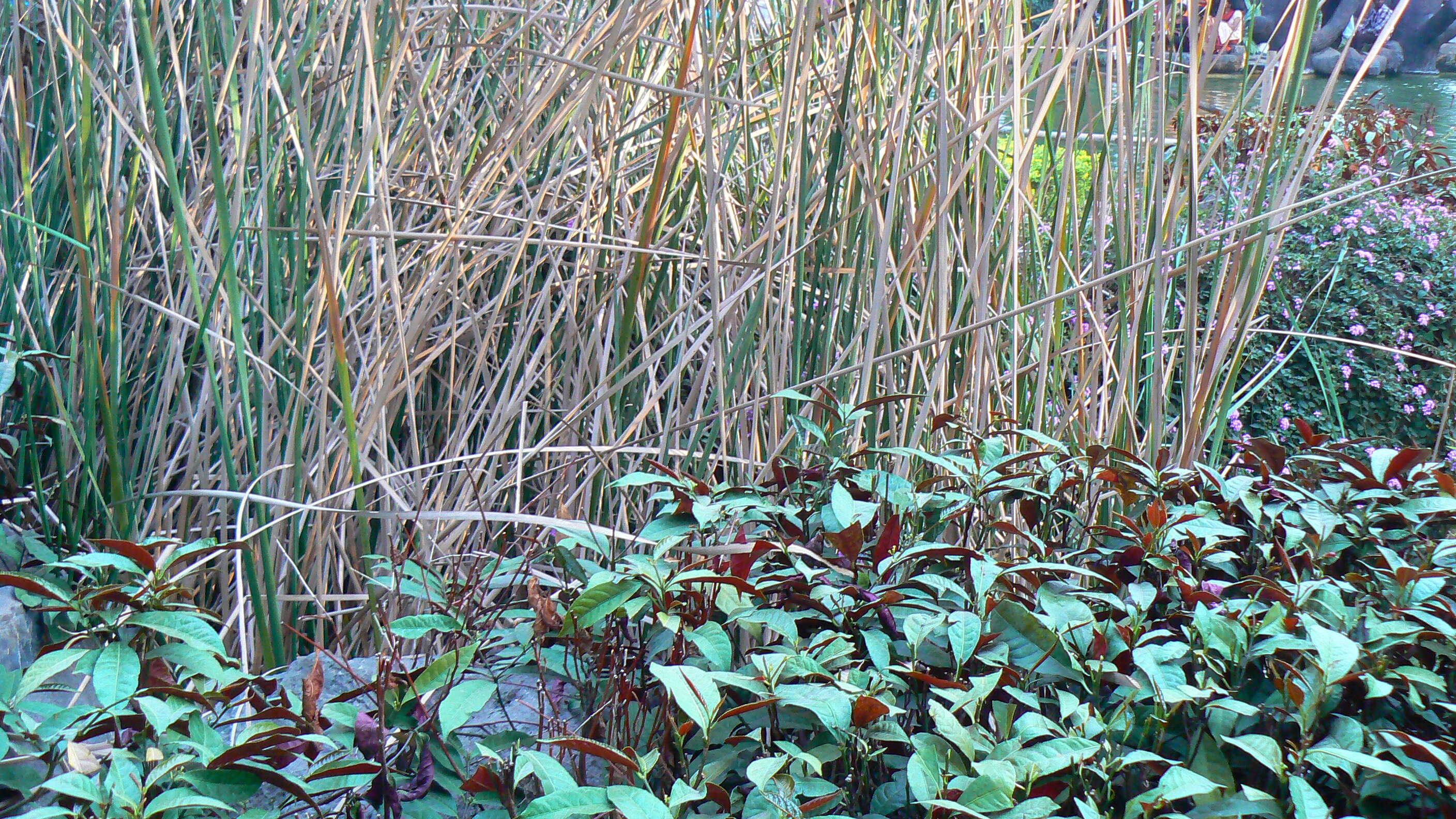 Image of Excoecaria cochinchinensis Lour.