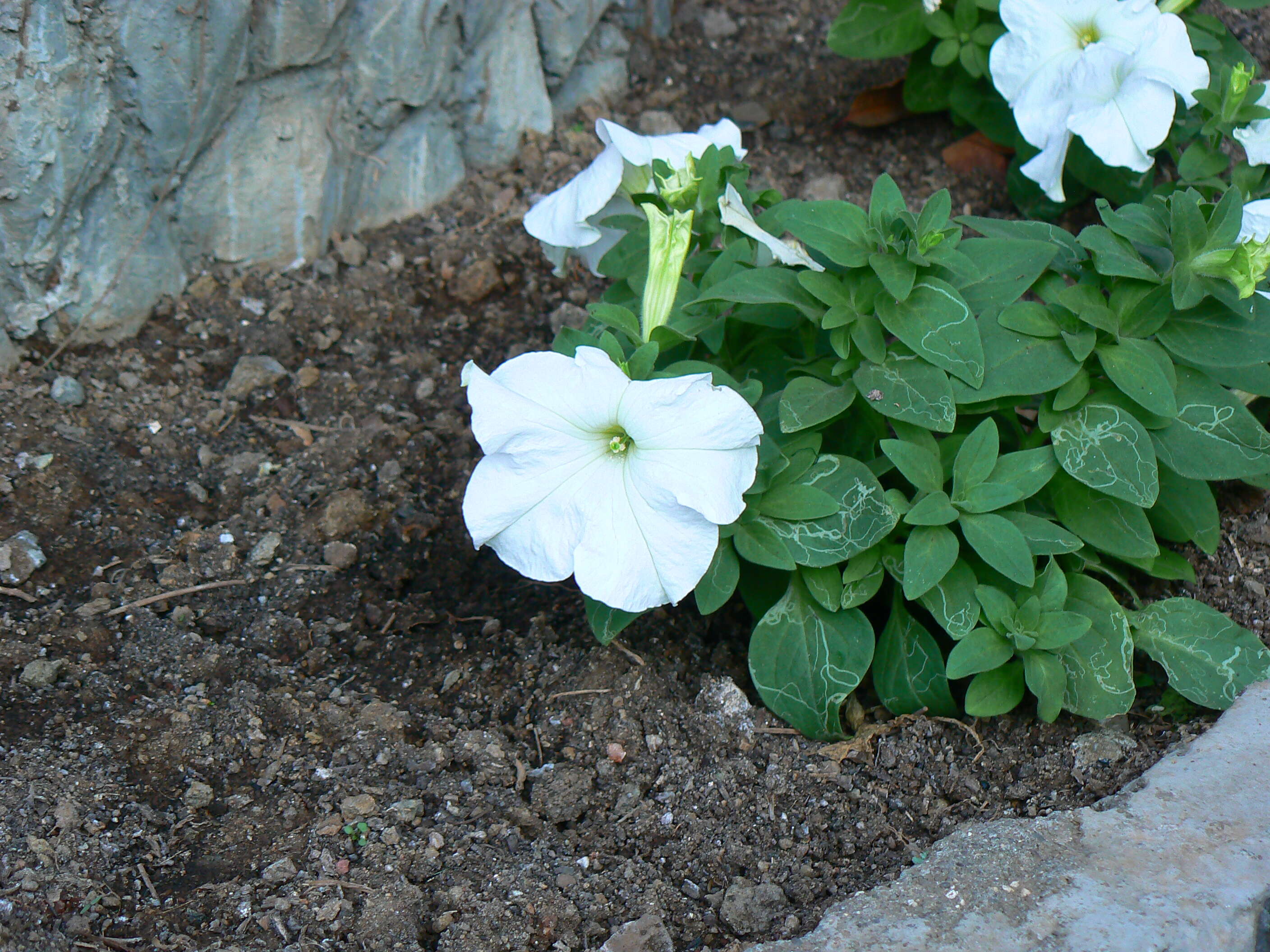 Image of petunia