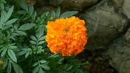 Image of French marigold