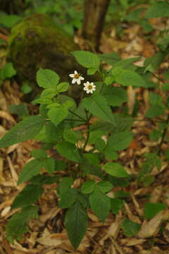 Image of Bidens pilosa var. minor (Bl.) Sherff