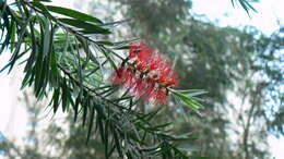 صورة Callistemon citrinus (Curtis) Skeels