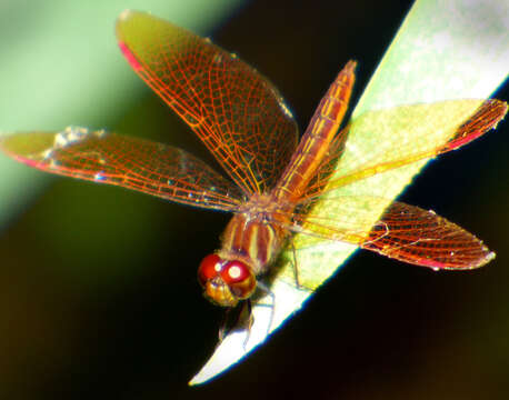 Image of Slough Amberwing