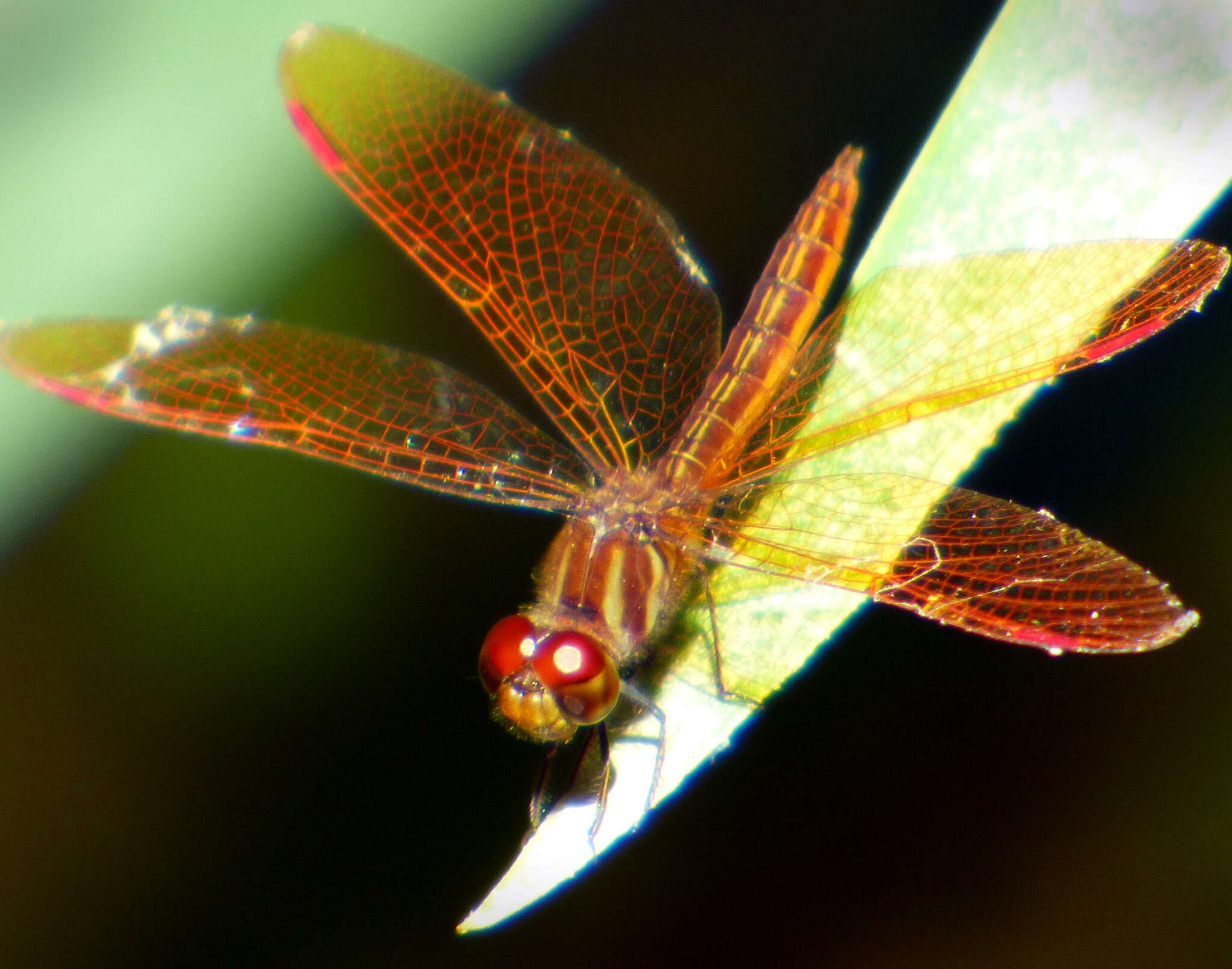 Image of Slough Amberwing