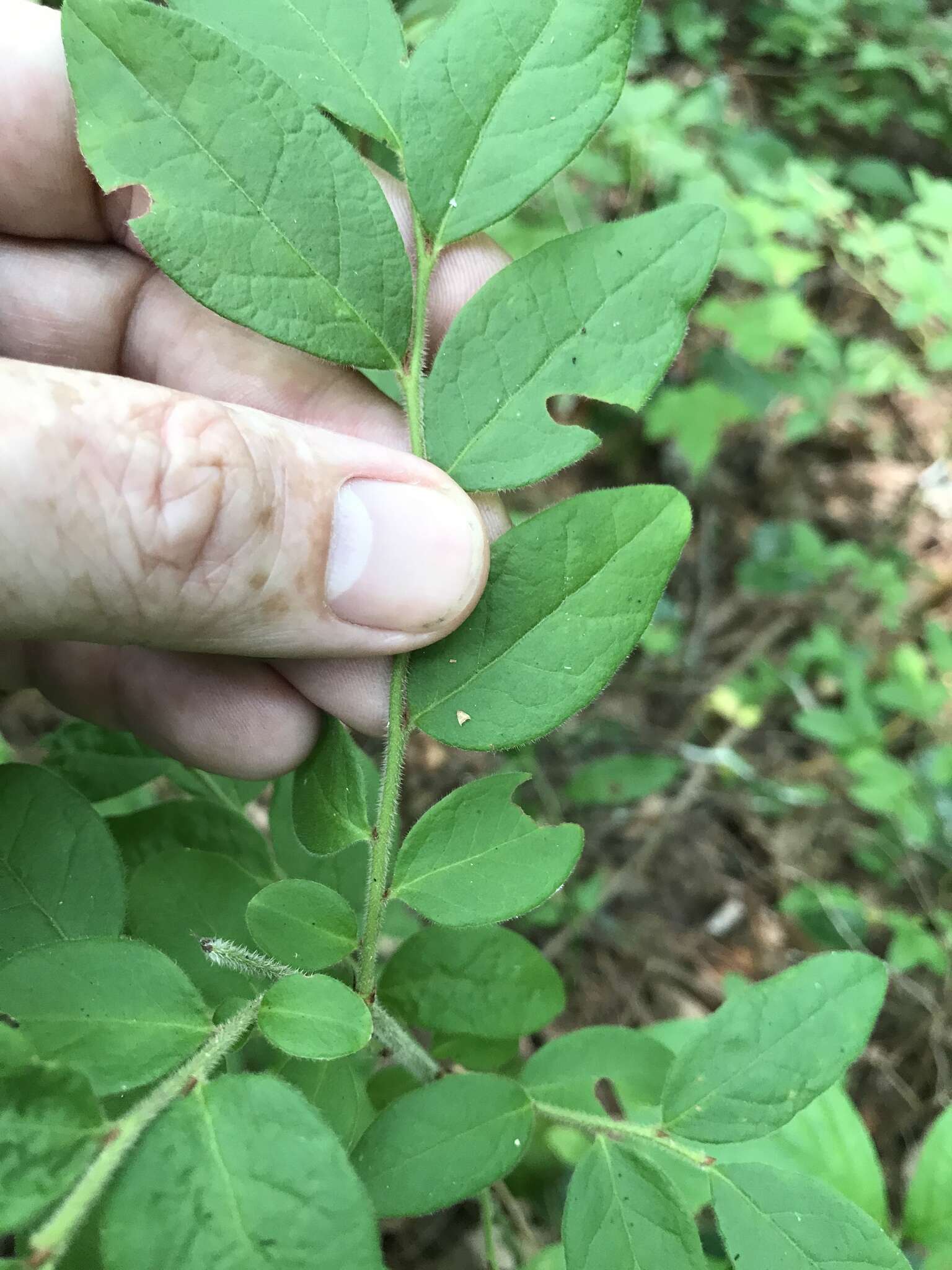 Sivun Vaccinium hirsutum Buckl. kuva