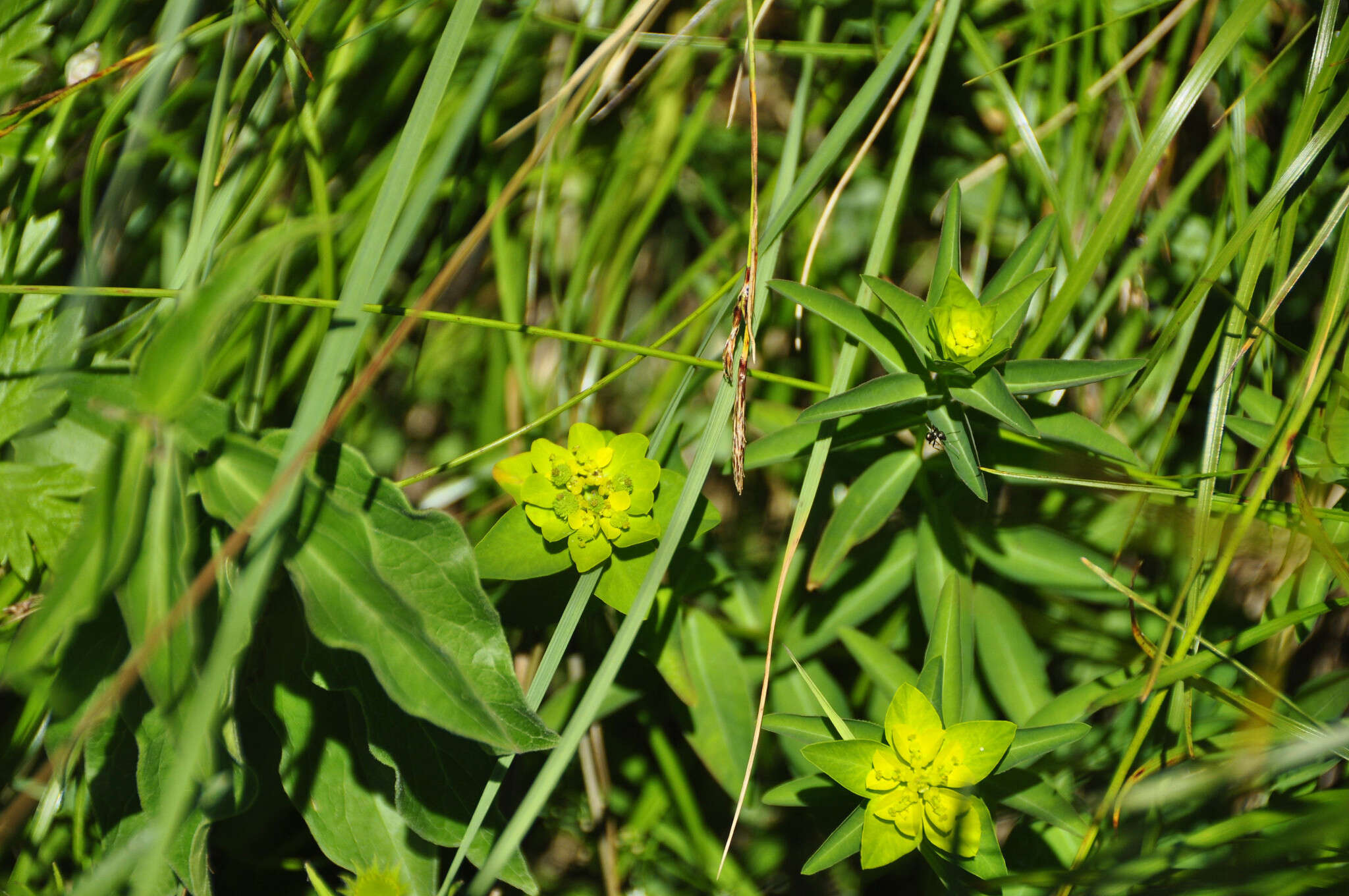 Image of Euphorbia austriaca A. Kern.