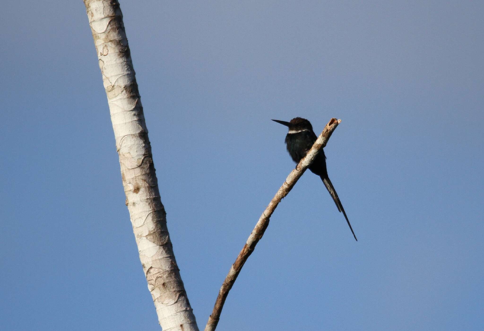 Image of Paradise Jacamar