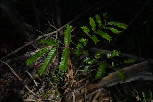 Imagem de Albizia gummifera (J. F. Gmel.) C. A. Sm.