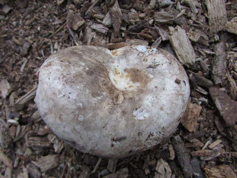 Image of Russula dissimulans Shaffer 1962