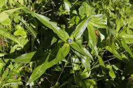 Image of Cross gentian