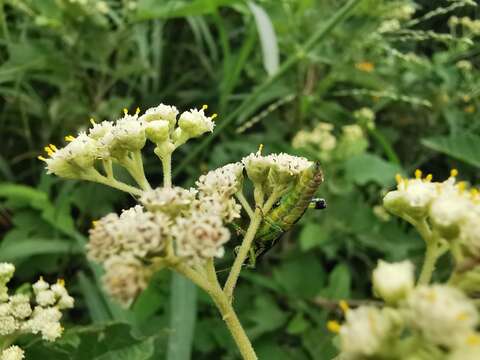 Image of Parthenium fruticosum Less.