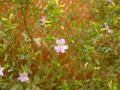 Image of false heather