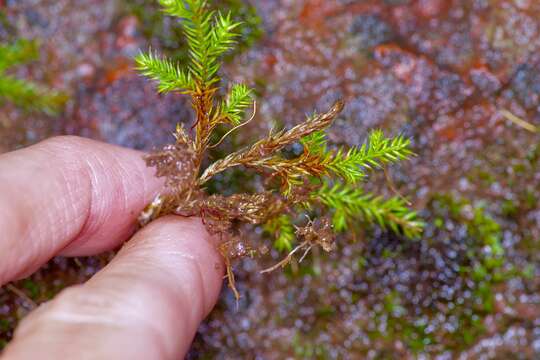 Image of Underwood's spikemoss