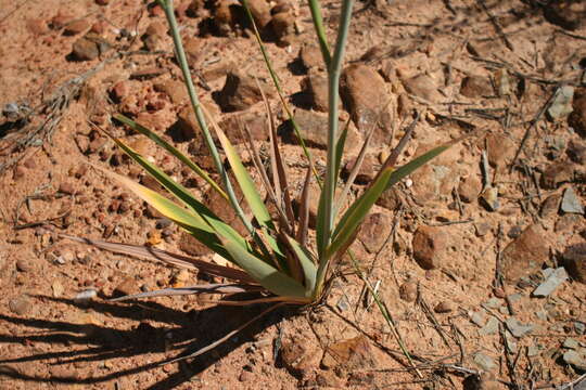 Imagem de Tritoniopsis nemorosa (E. Mey. ex Klatt) G. J. Lewis