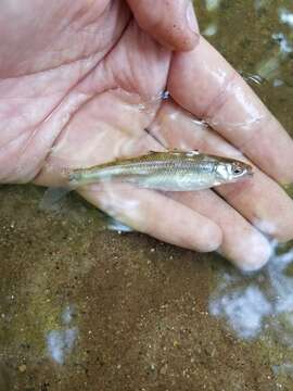 Image of Blueside Shiner