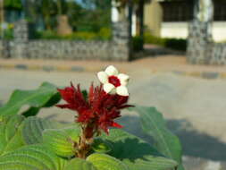 Image of red mussaenda