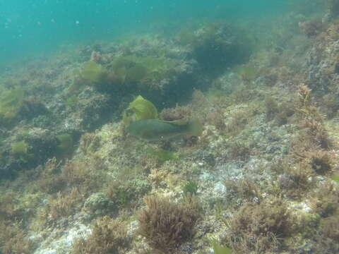 Image of Ballan Wrasse