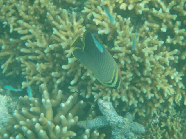 Image of Stony coral