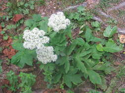 Image of Heracleum carpaticum Porc.