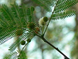 Plancia ëd Leucaena leucocephala (Lam.) de Wit