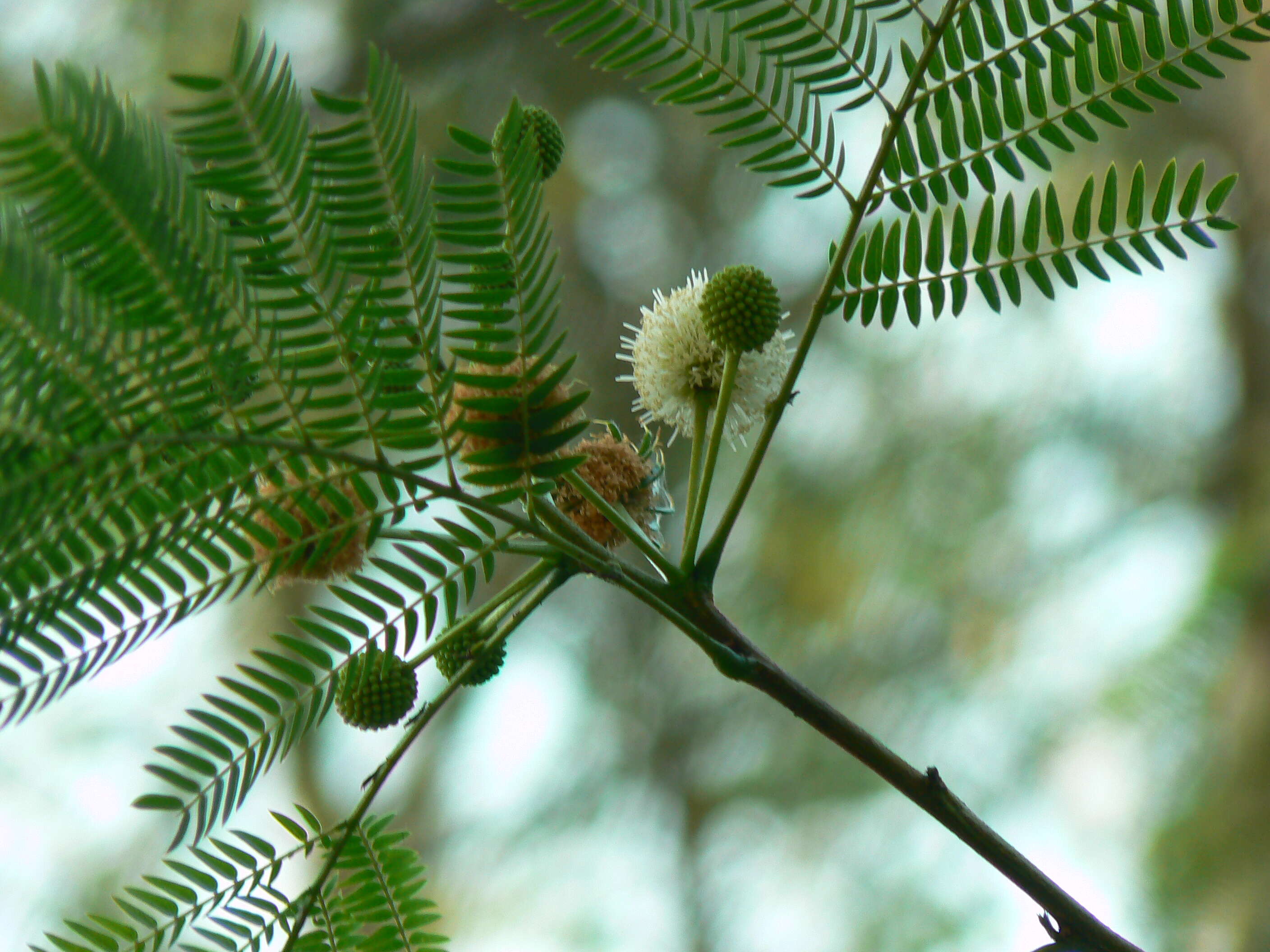 Image of white leadtree