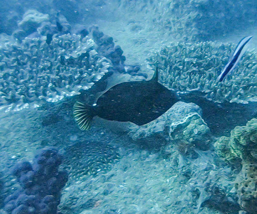 Image of Honeycomb Filefish