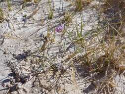 Image of Fish Slough milkvetch