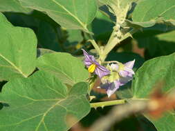 Image of eggplant