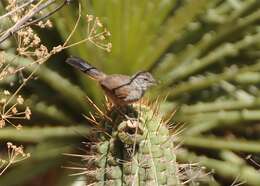 Image of Dusky-tailed Canastero