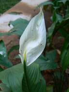 Image of peace lily