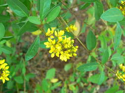 Image of slender goldshower