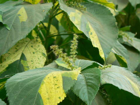 Image de Acalypha wilkesiana Müll. Arg.