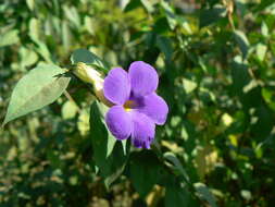 Image de Thunbergia erecta (Benth.) T. Anders.