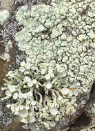 Image of Bouquet Sea-Fog Lichen