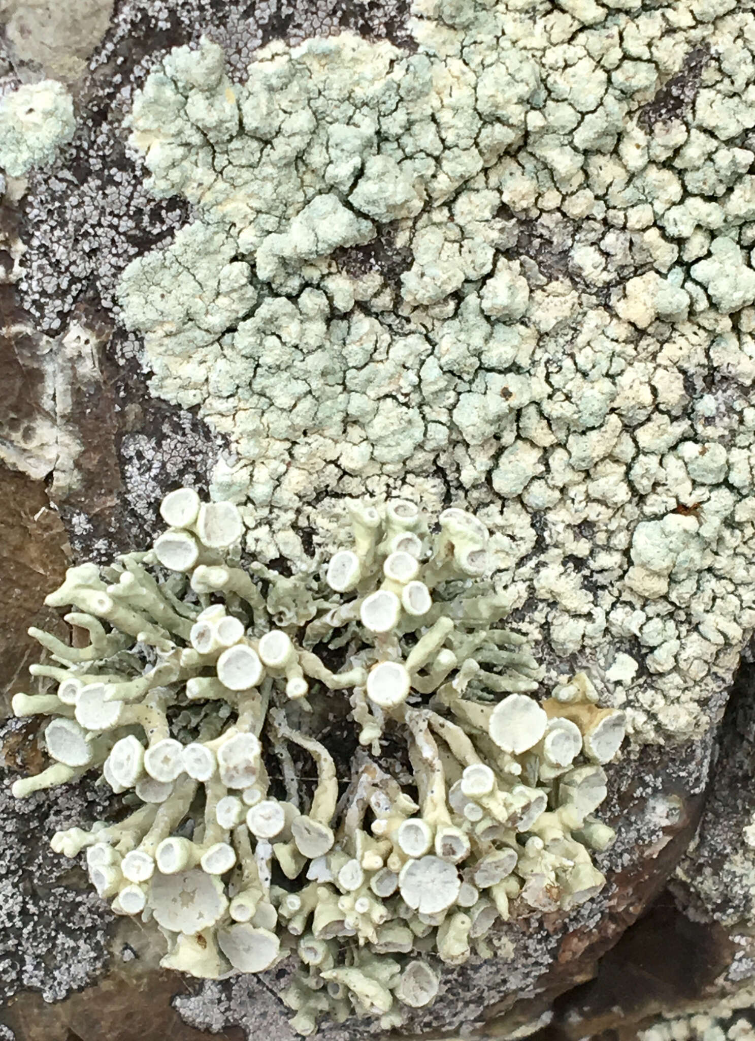 Image of Bouquet Sea-Fog Lichen