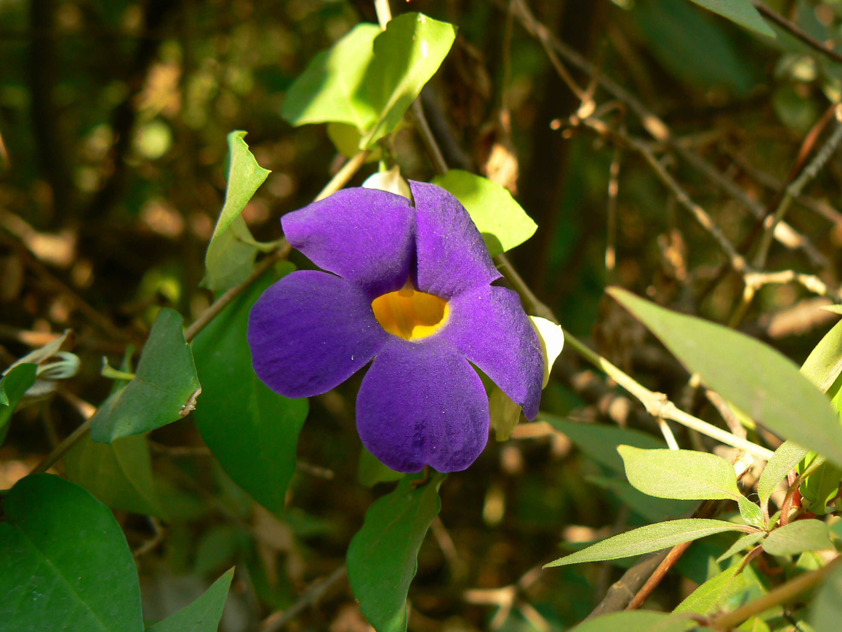 Image of bush clockvine