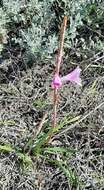 Imagem de Watsonia laccata (Jacq.) Ker Gawl.