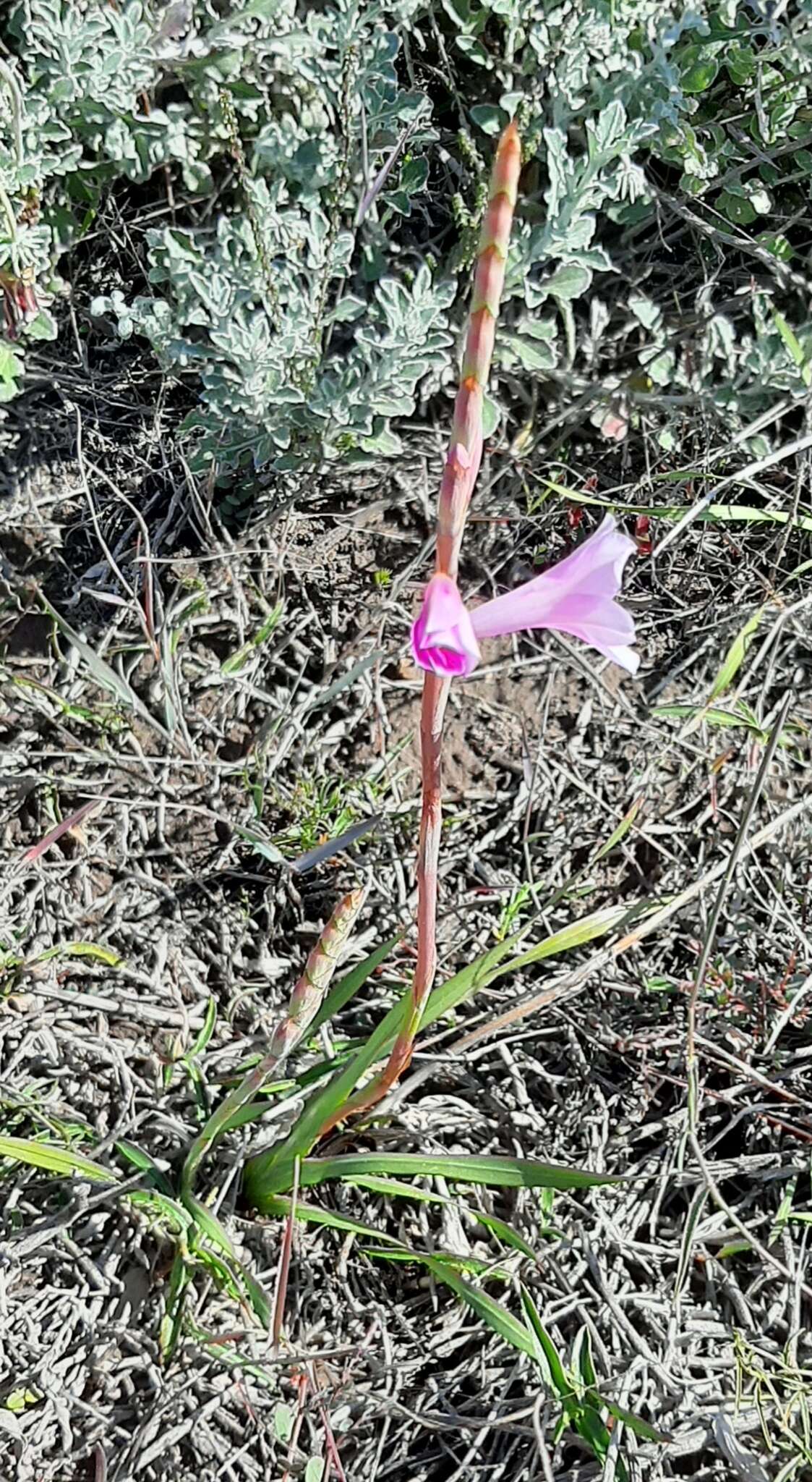 Image of Watsonia laccata (Jacq.) Ker Gawl.