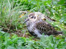 Sivun Calidris ptilocnemis ptilocnemis (Coues 1873) kuva