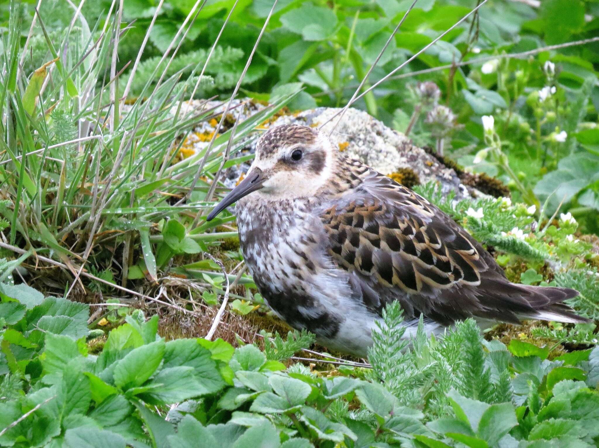 Image de Calidris ptilocnemis ptilocnemis (Coues 1873)