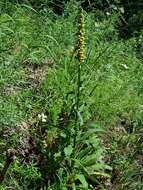 صورة Digitalis ferruginea subsp. schischkinii (Ivan.) Werner