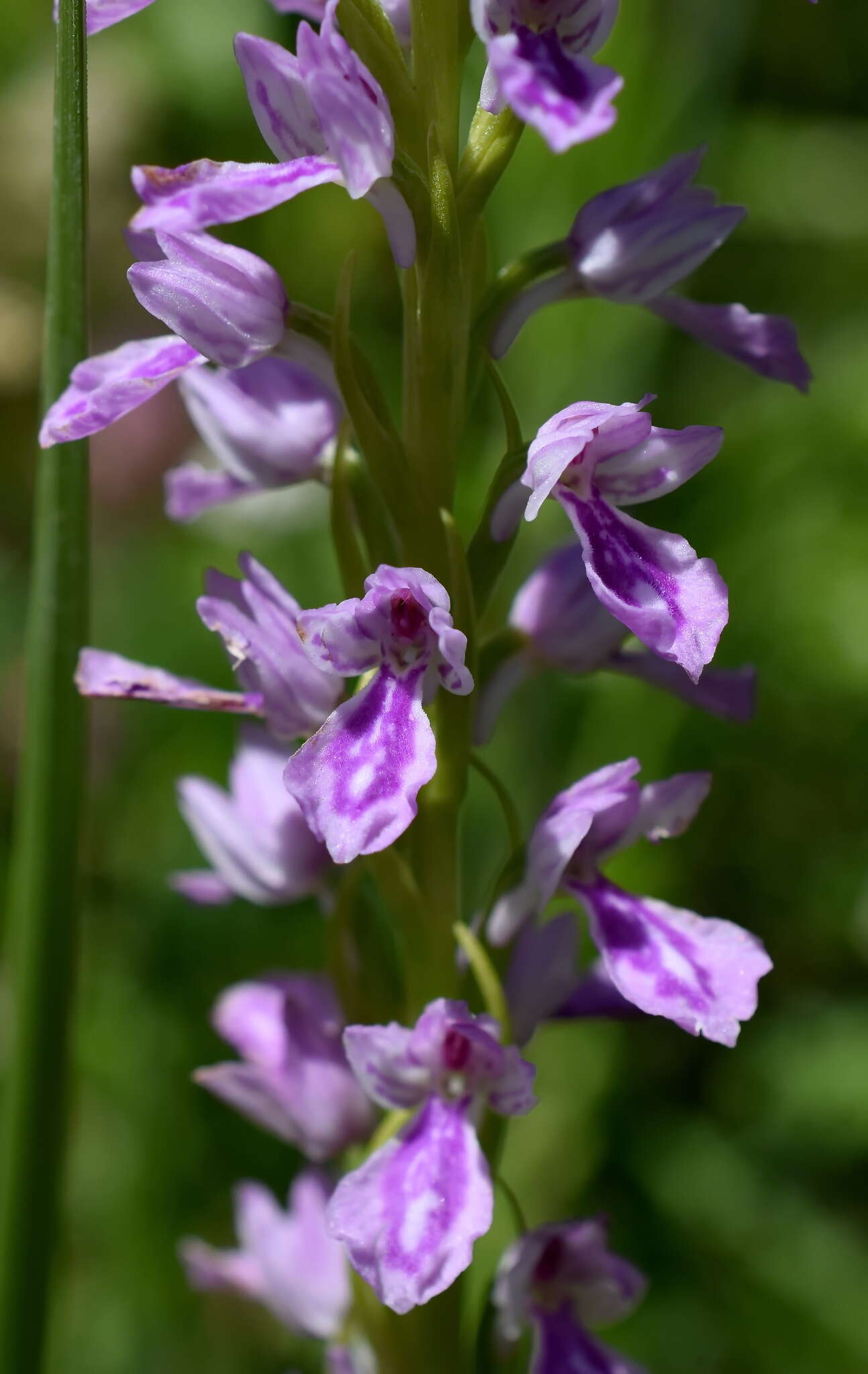 Image de Dactylorhiza iberica (M. Bieb. ex Willd.) Soó