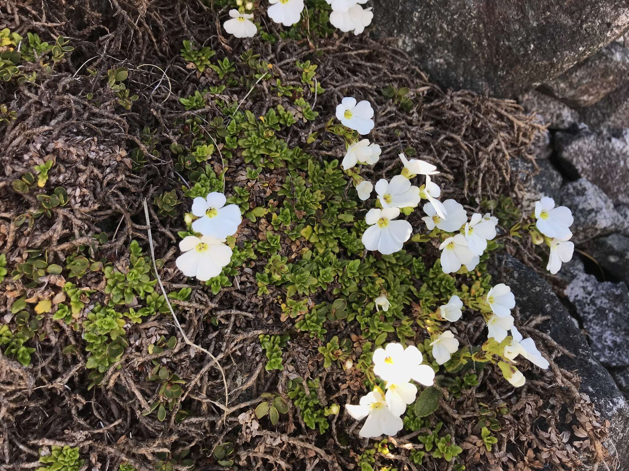 Слика од Ourisia caespitosa Hook. fil.