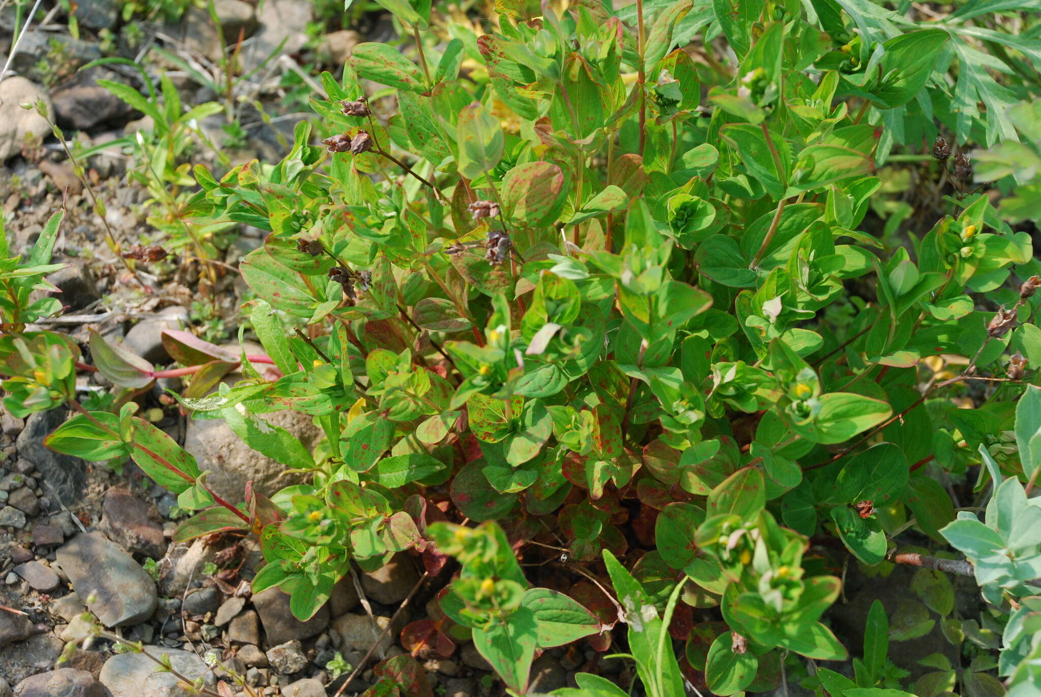 Image de Hypericum kamtschaticum Ledeb.