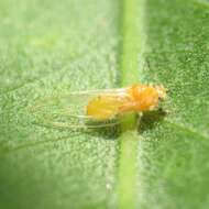 Bactericera minuta (Crawford 1910) resmi